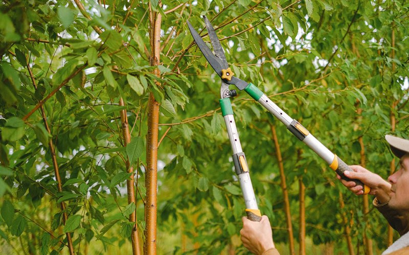 Tree trimming in Effingham, IL
